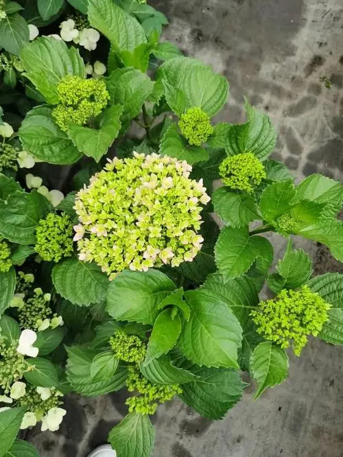 绣球花多年生还是一年生?冬日也能耐寒灿烂开放!