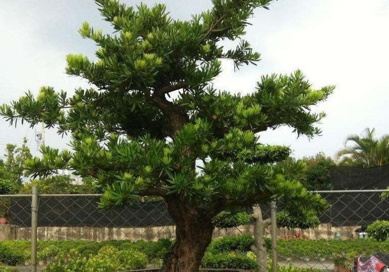<b>罗汉松是松树吗？同松不同命差异很是大！</b>