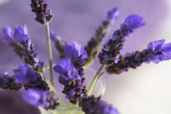 <b>薰衣草为何“变臭”？科学解析薰衣草纯露酸臭异味成因</b>