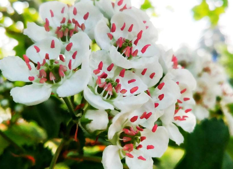 <b>山楂花开什么样子，纯白梦境中的春日绮丽画卷。</b>