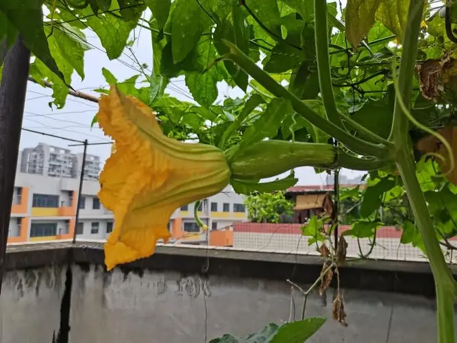 丝瓜不开花不结果的五大元凶,你中招了吗?