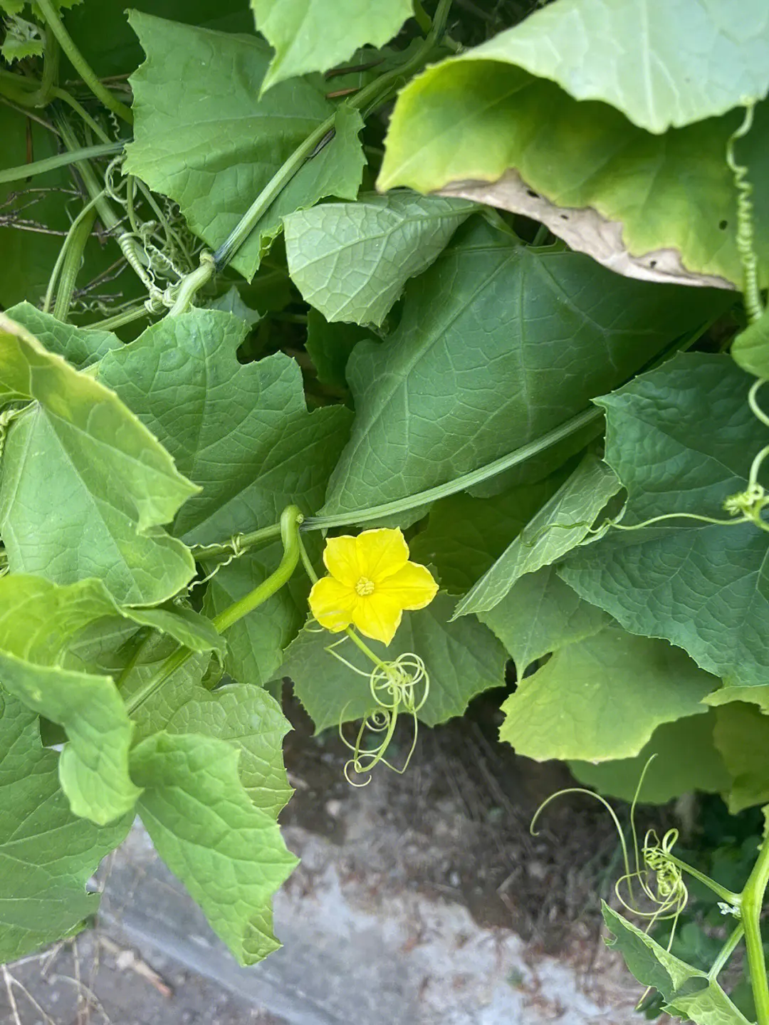 丝瓜不开花不结果的五大元凶,你中招了吗?