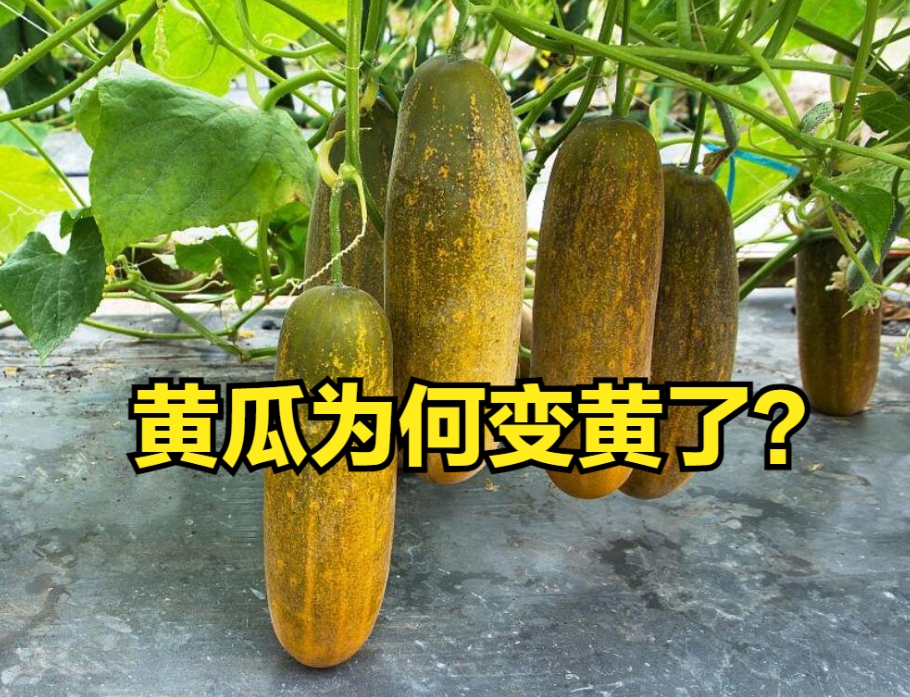 <b>黄瓜变黄不是事儿，自然成熟食用更有味道。</b>