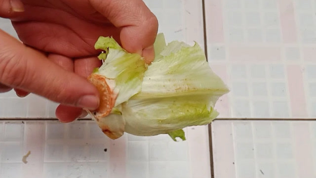 生菜根部变身新生命,家庭种植新技能get√。