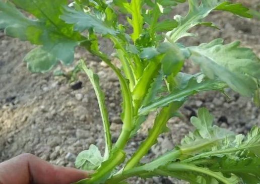 <b>茼蒿是不是草？不仅是菜，更是“草”中瑰宝。</b>