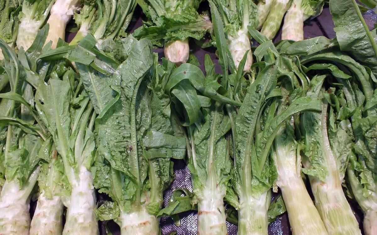 莴笋叶子并非油麦菜,大图带你认清它们区别。