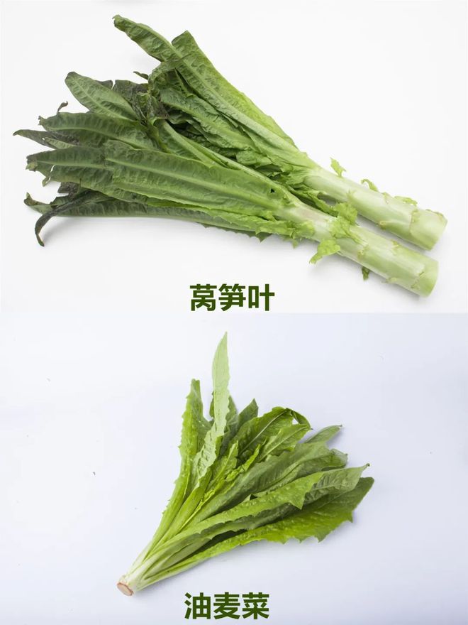 莴笋叶子并非油麦菜,大图带你认清它们区别。