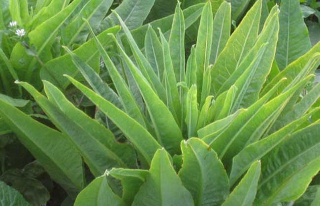 莴笋叶子并非油麦菜,大图带你认清它们区别。