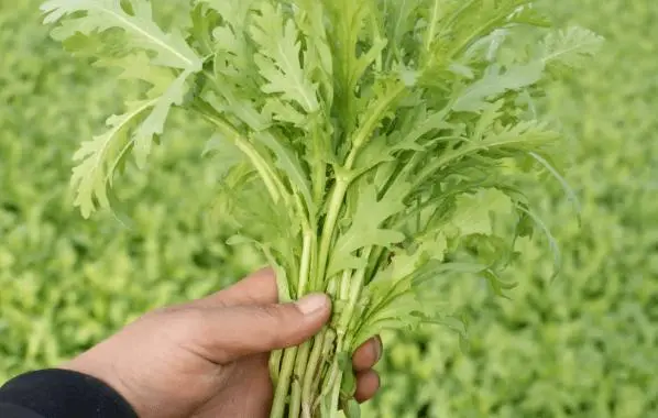 茼蒿是不是草?不仅是菜,更是“草”中瑰宝。