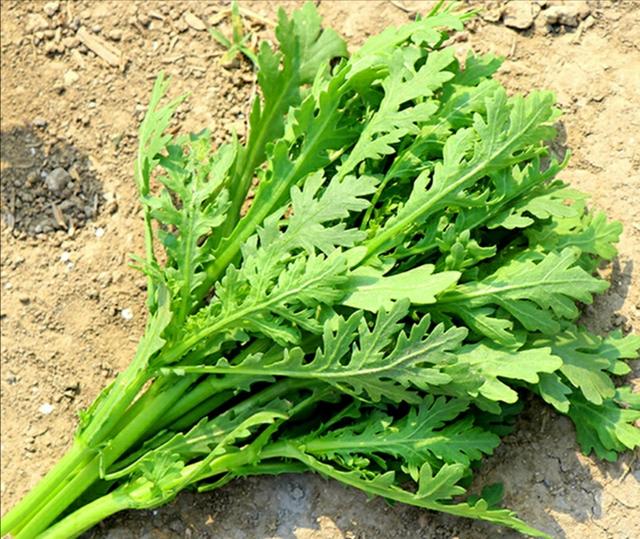 茼蒿是不是草?不仅是菜,更是“草”中瑰宝。