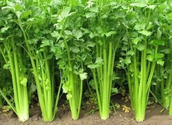 <b>芹菜生长种植环境之谜：土里生根，水中难寻。</b>