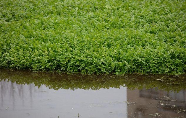 芹菜生长种植环境之谜:土里生根,水中难寻。