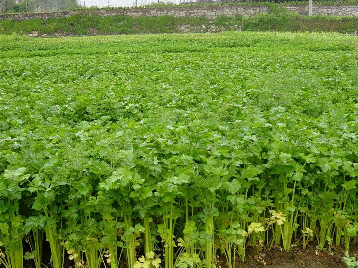 芹菜生长种植环境之谜:土里生根,水中难寻。