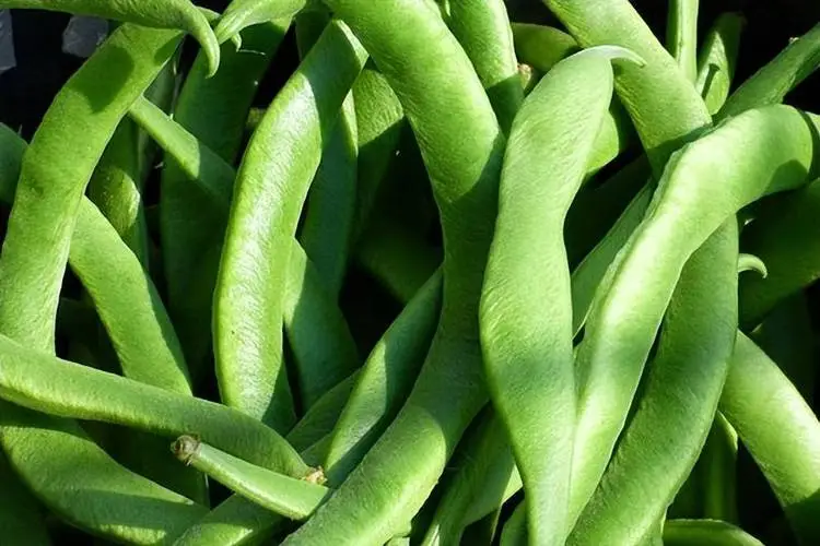 营养新视角-芸豆,你吃的是碳水还是蔬菜?