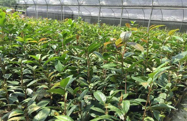 金花茶树耐寒低温吗?北方种植能否绽放金花茶之美。