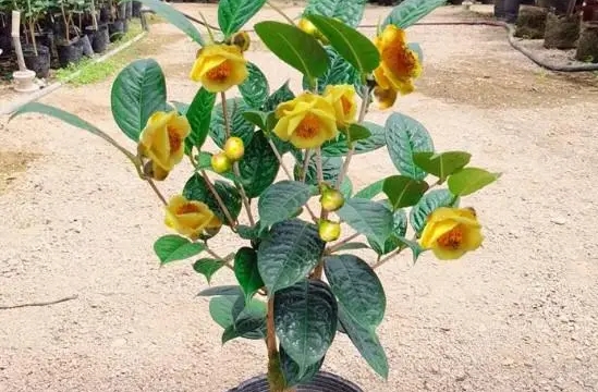 <b>金花茶树耐寒低温吗？北方种植能否绽放金花茶之美。</b>