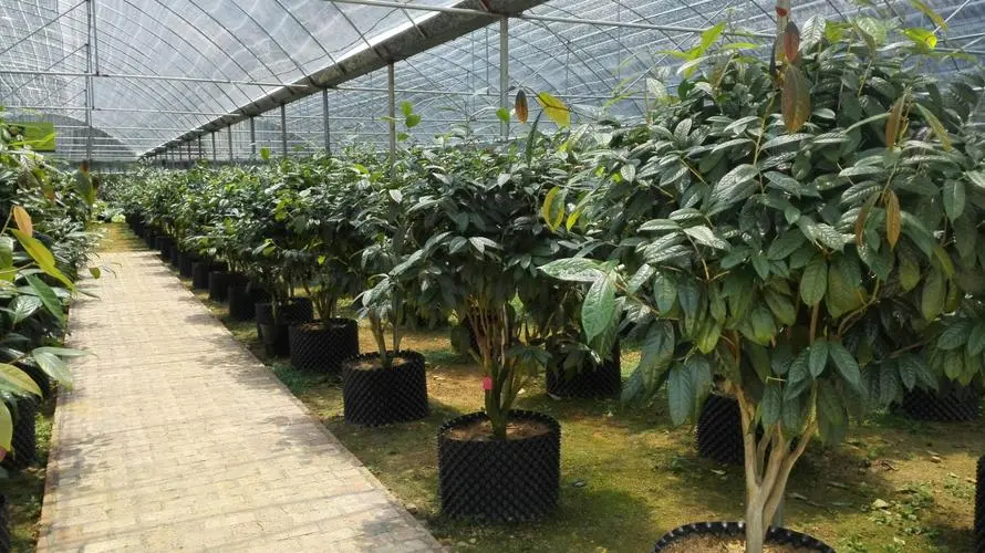 金花茶树耐寒低温吗?北方种植能否绽放金花茶之美。