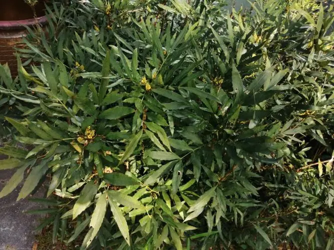 十大功劳是黄连吗?一药之差功效大不同
