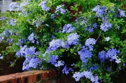 <b>蓝雪花种植困扰：蓝雪花是喜爱酸性土壤还是碱性？</b>