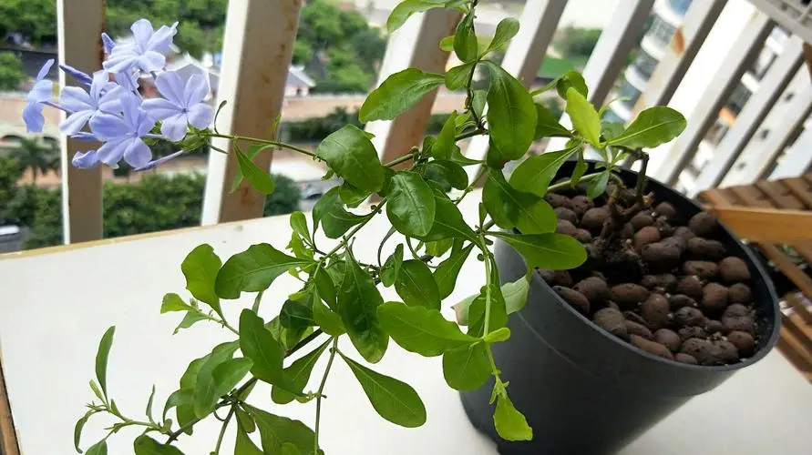 蓝雪花种植困扰:蓝雪花是喜爱酸性土壤还是碱性?