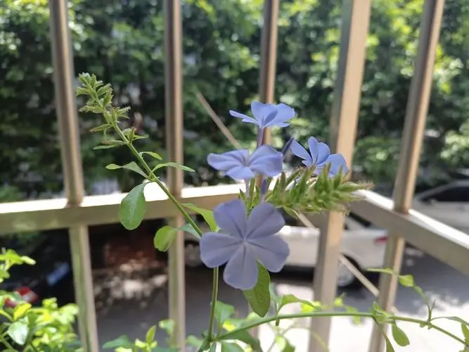 蓝雪花种植困扰:蓝雪花是喜爱酸性土壤还是碱性?