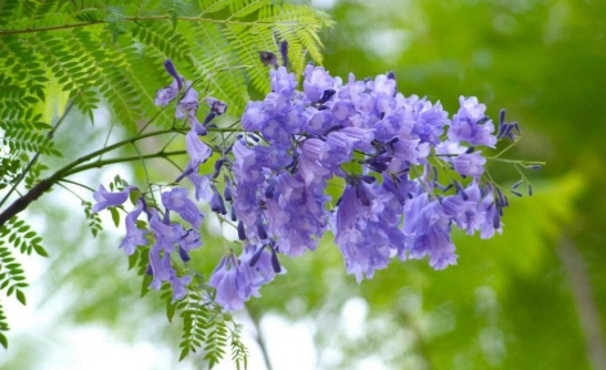 <b>蓝花楹有香味吗？室外绚烂室内能养蓝花楹吗？</b>