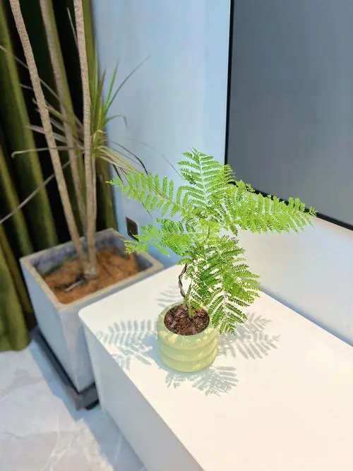 蓝花楹有香味吗?室外绚烂室内能养蓝花楹吗?