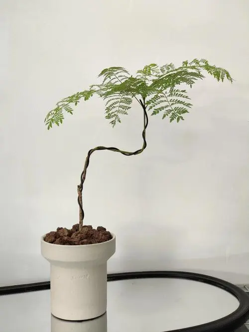 蓝花楹有香味吗?室外绚烂室内能养蓝花楹吗?