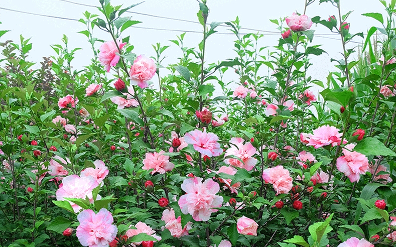 <b>木槿新解：木槿的真面目是草本还是木本植物？</b>