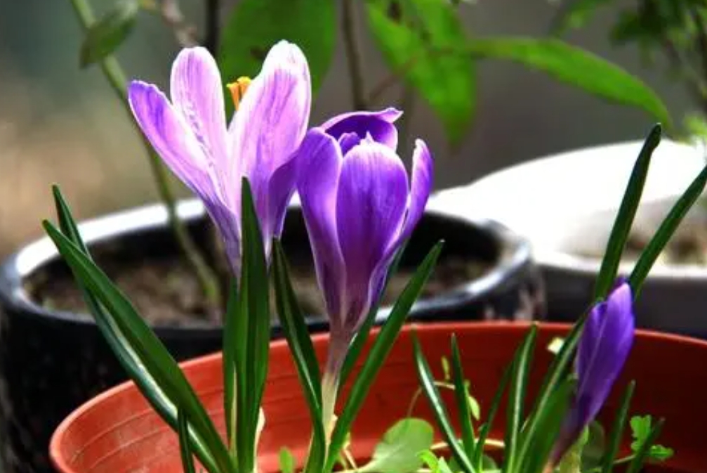 <b>番红花是什么花？穿越千年的美丽使者</b>