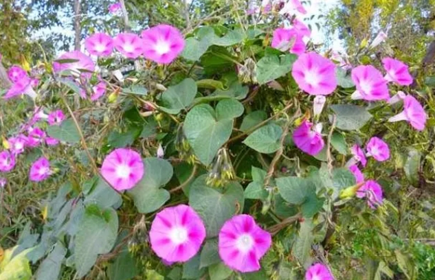 <b>自然奇观-牵牛花的茎是缠绕茎还是攀缘茎？</b>