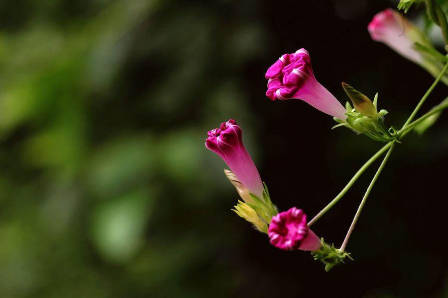 自然奇观-牵牛花的茎是缠绕茎还是攀缘茎?