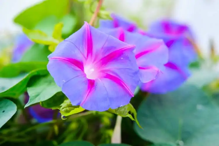 自然奇观-牵牛花的茎是缠绕茎还是攀缘茎?
