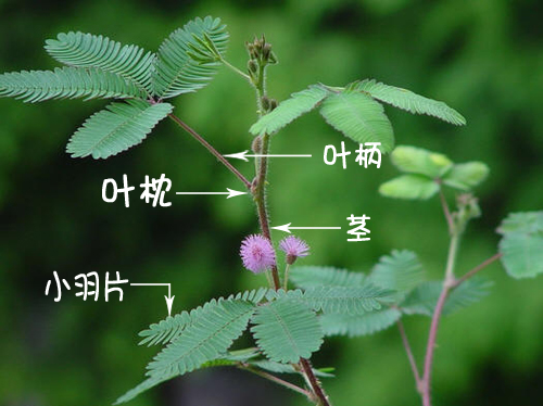 含羞草为何持续触碰不再“害羞”不会合上?