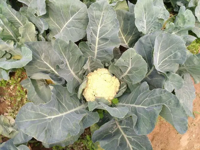 菜花的叶子可以吃吗?营养不输花菜球!