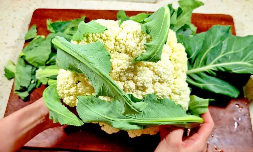 菜花的叶子可以吃吗?营养不输花菜球!