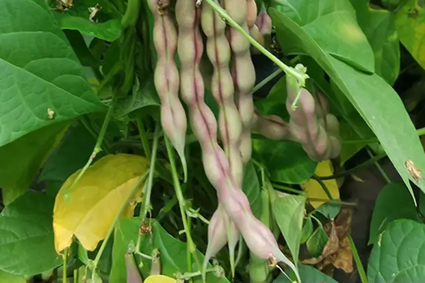 <b>豆角籽什么品种最好？最高产与最美味“豆角之王”。</b>