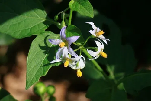 茄子是什么科植物类型?一年生草本植物的代表。
