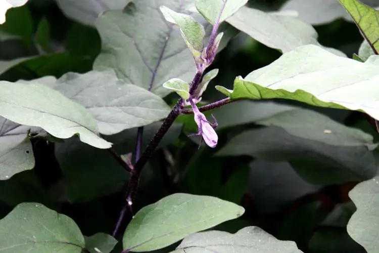 茄子是什么科植物类型?一年生草本植物的代表。