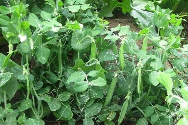 <b>豌豆种植肥料选择，一步到位的智慧之选</b>
