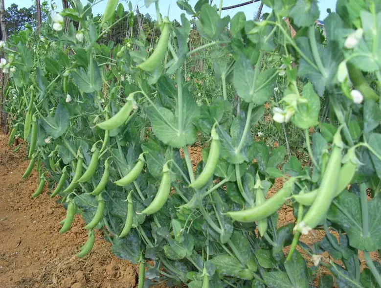 豌豆种植肥料选择,一步到位的智慧之选