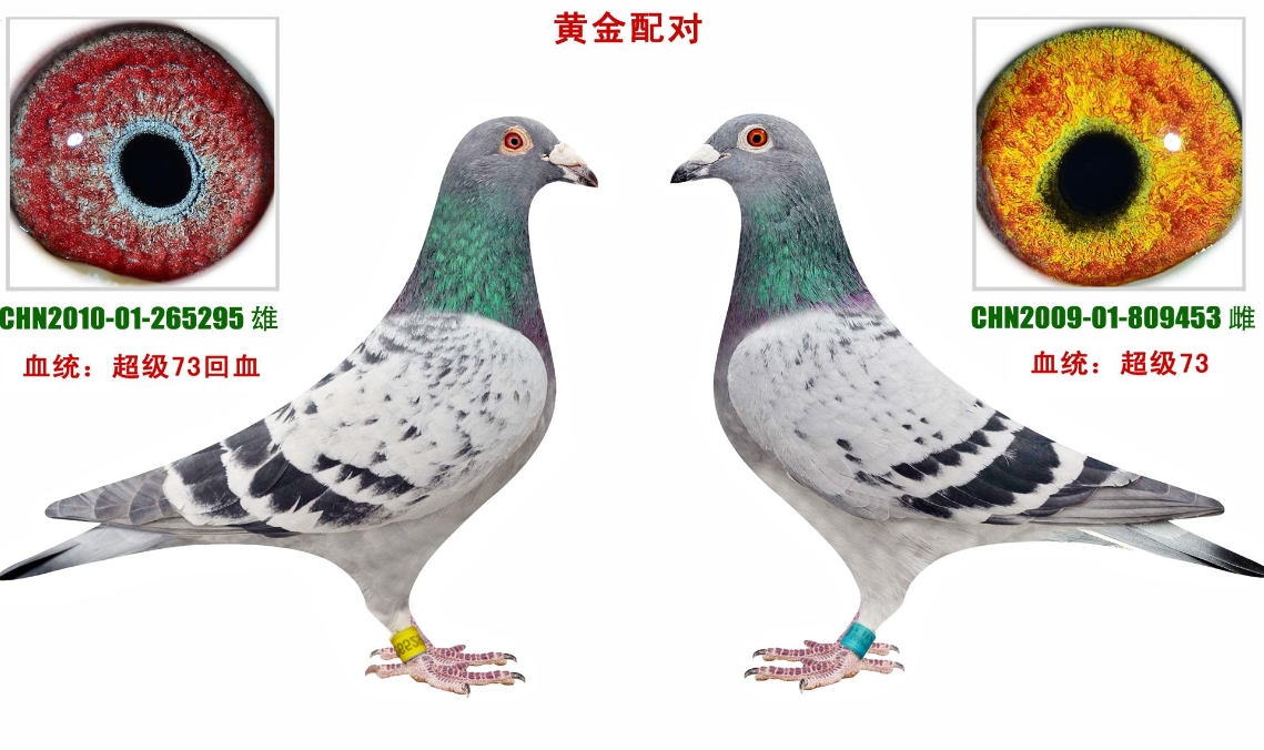 种鸽黄眼配黄眼的黄金法则,助你打造飞行冠军。