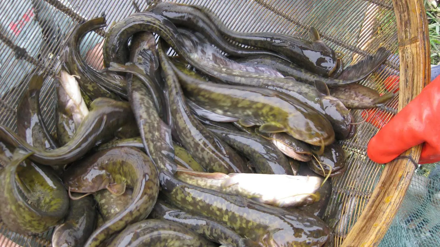 鲶鱼吃什么食物长大?杂食王者食性广泛。