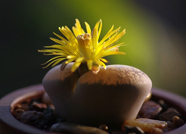 <b>花开一瞬，养护长情：生石花开花周期与护理指南</b>