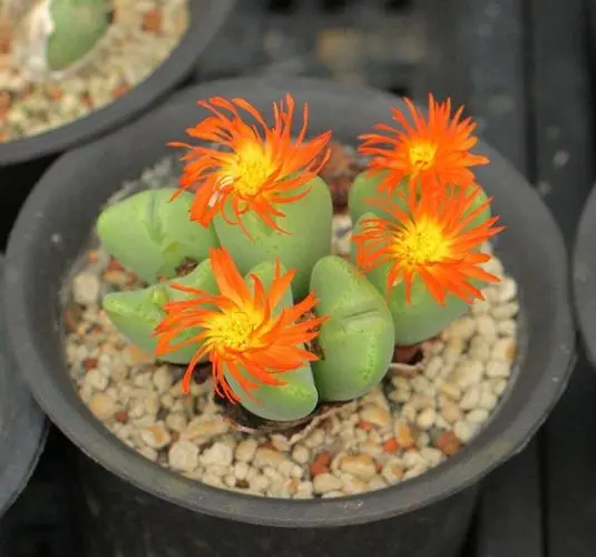 花开一瞬,养护长情:生石花开花周期与护理指南