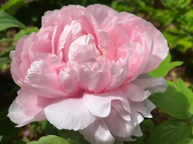 牡丹花的香味浓还是淡?牡丹香是酒?是蜜?还是茶?