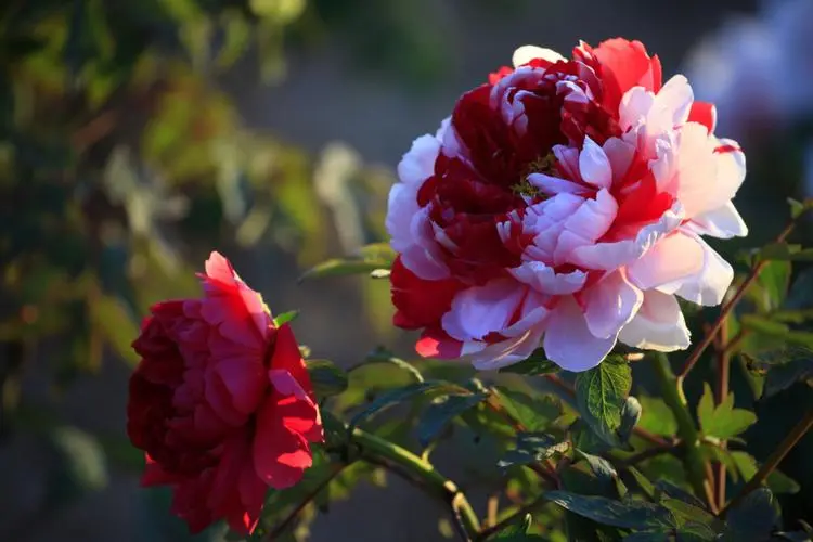牡丹花的香味浓还是淡?牡丹香是酒?是蜜?还是茶?