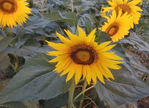 <b>一颗向日葵可以结几朵花？一朵花千种风情。</b>