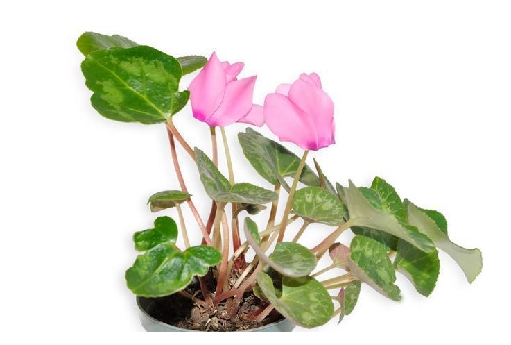 <b>仙客来属于球根花卉吗？非典型球根花卉优雅之选。</b>
