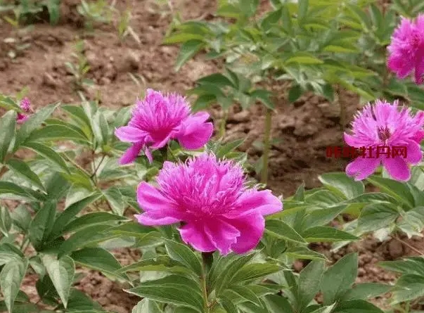 <b>秋播春赏，芍药种子种植指南：打造你的私人花海！</b>